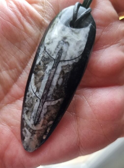 Découvrez le pendentif en Orthocéras unisexe, un bijou unique qui allie élégance et originalité. Fabriqué à partir de fossiles d'orthocéras, ce pendentif se distingue par ses motifs naturels et son histoire fascinante. Que vous soyez à la recherche d'un accessoire pour vous-même ou d'un cadeau spécial, le pendentif en Orthocéras unisexe saura séduire tous les amateurs de bijoux authentiques et intemporels.